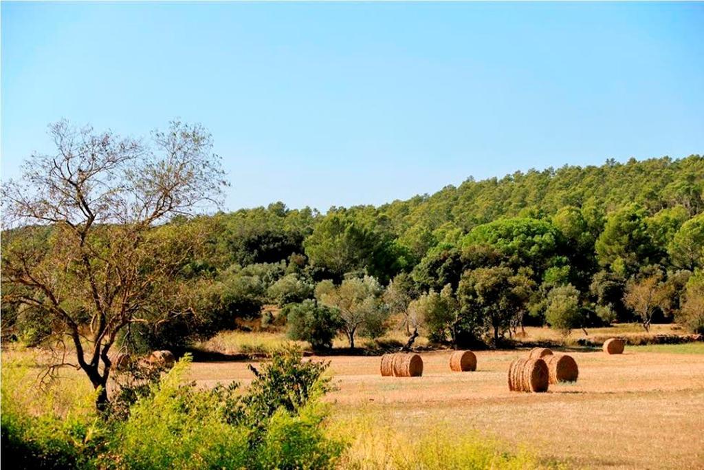 Can Barrull-Costa Brava-Emporda Sant Feliu de Boada Room photo